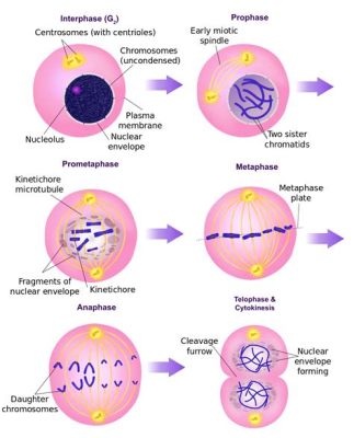  Mitosis!  The Miniature Mastermind That Makes Life Possible Through Cellular Division