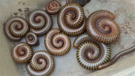  Okinawa Millipede: Explore a World of Miniature Mountains and Glittering Armor!