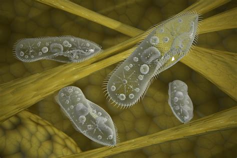  Paramecium! Bir Mikro Dünyanın Devleri ve Dans Eden Cıvıl Cıvıl Yaratıklar