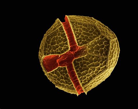 Peridinium: Küçük Bir Alg İçin Büyük Bir Evren! Peridininlerin Hayat Döngüsü ve Ekolojik Önemi Hakkında Detaylı Bilgiler