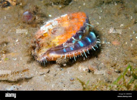  Queen Scallop:  Discover This Delectable Delight Found on Sandy Seabeds!