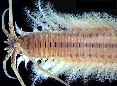  Deep-Sea Dweller!  Diopatra - A Marvelous Worm Weaving Wonders Through Sand