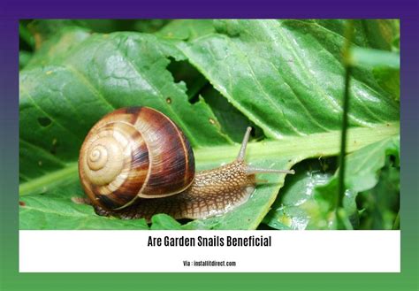  Garden Snail: Unveiling the Secrets of This Shelled Wanderer!