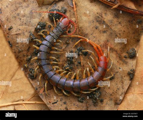  Hilopoda: How Does This Many-Legged Marvel Conquer the World Beneath Our Feet?!