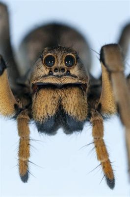  Lycosidae Örümcekleri: Güçlü Avcılar ve İncecik Ağ Dokuyucu Ustalar!