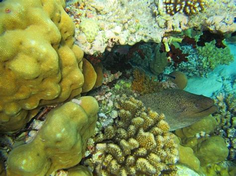  Micronesian Sponge: A Surprisingly Social Creature Hiding Amongst Coral Reefs!