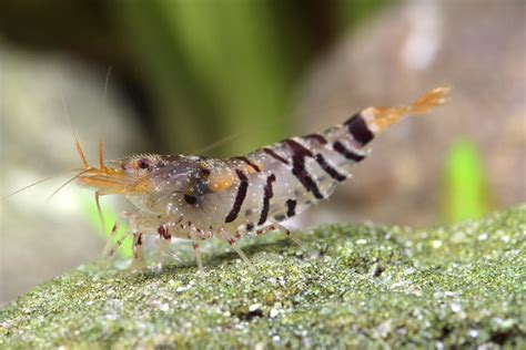  Turbanı Denizde Gözükmeyen Küçük Bir Kral: Tiger Shrimp'in Gizemli Dünyası!