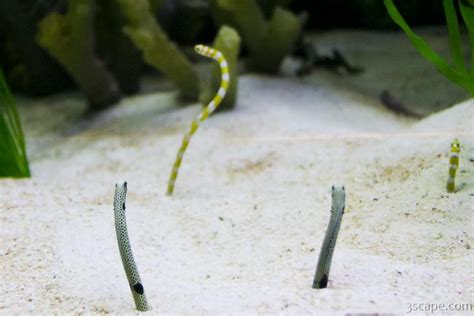  Undulation Worm: Can These Strikingly Colored Creatures Burrow Through Sand Like Tiny Underwater Acrobats?