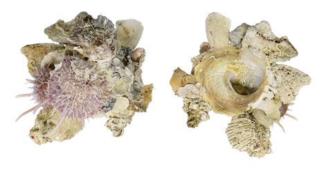  Xenophora: Seashells That Wear Other Seashells!