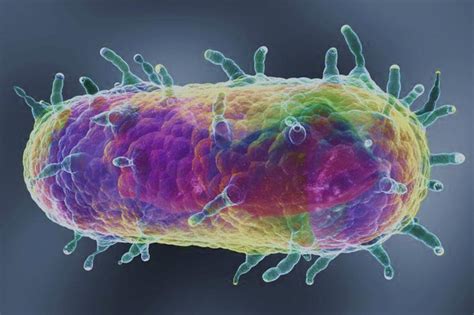  Yersinia Pestis: Bu Küçük Parazit, Tarihi Değiştiren Büyük Bir Veba!