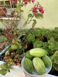Warzywa z własnego ogródka